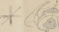 An illustration from Attractions & oscillations des animaux marines sous l'influence de la lumière. Recherches nouvelles relatives au phototactisme et au phototropisme (1905)