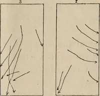 An illustration from Attractions & oscillations des animaux marines sous l'influence de la lumière. Recherches nouvelles relatives au phototactisme et au phototropisme (1905)