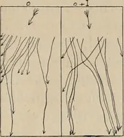 An illustration from Attractions & oscillations des animaux marines sous l'influence de la lumière. Recherches nouvelles relatives au phototactisme et au phototropisme (1905)