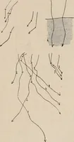 An illustration from Attractions & oscillations des animaux marines sous l'influence de la lumière. Recherches nouvelles relatives au phototactisme et au phototropisme (1905)