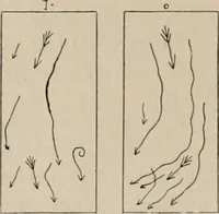 Picture 13 of 18 from Attractions & oscillations des animaux marines sous l'influence de la lumière. Recherches nouvelles relatives au phototactisme et au phototropisme (1905), leaf 48