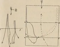 An illustration from Attractions & oscillations des animaux marines sous l'influence de la lumière. Recherches nouvelles relatives au phototactisme et au phototropisme (1905)