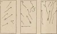 An illustration from Attractions & oscillations des animaux marines sous l'influence de la lumière. Recherches nouvelles relatives au phototactisme et au phototropisme (1905)