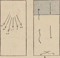 An illustration from Attractions & oscillations des animaux marines sous l'influence de la lumière. Recherches nouvelles relatives au phototactisme et au phototropisme (1905)