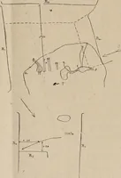 Picture 2 of 18 from Attractions & oscillations des animaux marines sous l'influence de la lumière. Recherches nouvelles relatives au phototactisme et au phototropisme (1905), leaf 8