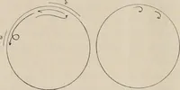An illustration from Attractions & oscillations des animaux marines sous l'influence de la lumière. Recherches nouvelles relatives au phototactisme et au phototropisme (1905)