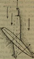 Picture 134 of 145 from Attrezzatura, manovra delle navi e segnalazioni marittime ... con 15 tavole lit. e 232 incisioni nel testo (1894), leaf 347