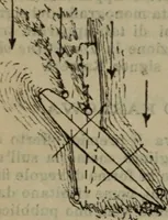 Picture 135 of 145 from Attrezzatura, manovra delle navi e segnalazioni marittime ... con 15 tavole lit. e 232 incisioni nel testo (1894), leaf 347