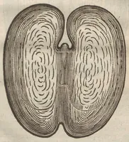An illustration from Augerii Clutii M.D. Opuscula duo singularia. I. De nuce medica. II. De hemerobio sive ephemero insecto, & majali verme (1634)