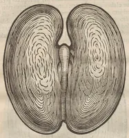 An illustration from Augerii Clutii M.D. Opuscula duo singularia. I. De nuce medica. II. De hemerobio sive ephemero insecto, & majali verme (1634)