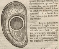 An illustration from Augerii Clutii M.D. Opuscula duo singularia. I. De nuce medica. II. De hemerobio sive ephemero insecto, & majali verme (1634)