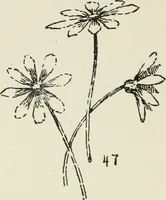 Picture 99 of 166 from Augsburg's drawing, book 2 (1901), leaf 107
