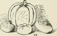 Picture 100 of 166 from Augsburg's drawing, book 2 (1901), leaf 107