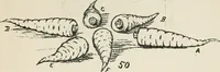 Picture 102 of 166 from Augsburg's drawing, book 2 (1901), leaf 110