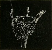 Picture 117 of 166 from Augsburg's drawing, book 2 (1901), leaf 122