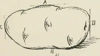Picture 119 of 166 from Augsburg's drawing, book 2 (1901), leaf 126