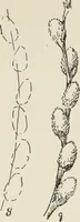 Picture 122 of 166 from Augsburg's drawing, book 2 (1901), leaf 128