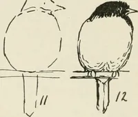 Picture 124 of 166 from Augsburg's drawing, book 2 (1901), leaf 129