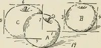 Picture 130 of 166 from Augsburg's drawing, book 2 (1901), leaf 133