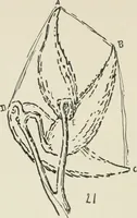 Picture 132 of 166 from Augsburg's drawing, book 2 (1901), leaf 135