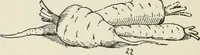 Picture 133 of 166 from Augsburg's drawing, book 2 (1901), leaf 135