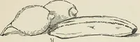 Picture 135 of 166 from Augsburg's drawing, book 2 (1901), leaf 136