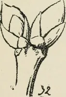 Picture 136 of 166 from Augsburg's drawing, book 2 (1901), leaf 136