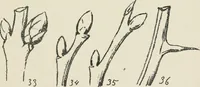 Picture 137 of 166 from Augsburg's drawing, book 2 (1901), leaf 136