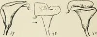 Picture 138 of 166 from Augsburg's drawing, book 2 (1901), leaf 137