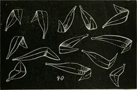 Picture 139 of 166 from Augsburg's drawing, book 2 (1901), leaf 138