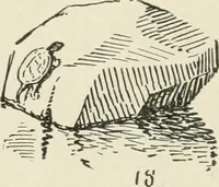 Picture 164 of 166 from Augsburg's drawing, book 2 (1901), leaf 159