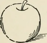 Picture 1 of 166 from Augsburg's drawing, book 2 (1901), leaf 20