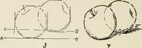 An illustration from Augsburg's drawing, book 2 (1901)