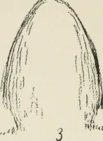 Picture 7 of 166 from Augsburg's drawing, book 2 (1901), leaf 26
