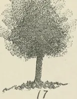 Picture 10 of 166 from Augsburg's drawing, book 2 (1901), leaf 28