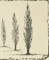 Picture 13 of 166 from Augsburg's drawing, book 2 (1901), leaf 31