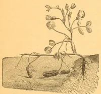 An illustration from Au Soudan : excursion dans l'Ouest africain (1898)