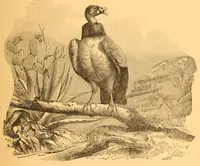 An illustration from Au Soudan : excursion dans l'Ouest africain (1898)