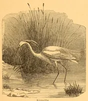 An illustration from Au Soudan : excursion dans l'Ouest africain (1898)