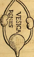 Picture 7 of 12 from Ausslegung und Beschreibung der Anathomy, oder, Warhafften Abconterfetung eines inwendigen Cörpers des Manns und Weibs : mit Erklerung seiner innerlichen Gelider, wie uñ wohin ein yedes von Gott erschaffen uñ geordnet : das menschlich Leben zu auffenthalte : dem gemeynen Menschen zu einem kurtzen vnd verstentlichen Bericht (1544), leaf 22