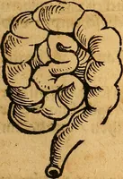 An illustration from Ausslegung und Beschreibung der Anathomy, oder, Warhafften Abconterfetung eines inwendigen Cörpers des Manns und Weibs : mit Erklerung seiner innerlichen Gelider, wie uñ wohin ein yedes von Gott erschaffen uñ geordnet : das menschlich Leben zu auffenthalte : dem gemeynen Menschen zu einem kurtzen vnd verstentlichen Bericht (1544)
