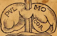 Picture 3 of 12 from Ausslegung und Beschreibung der Anathomy, oder, Warhafften Abconterfetung eines inwendigen Cörpers des Manns und Weibs : mit Erklerung seiner innerlichen Gelider, wie uñ wohin ein yedes von Gott erschaffen uñ geordnet : das menschlich Leben zu auffenthalte : dem gemeynen Menschen zu einem kurtzen vnd verstentlichen Bericht (1544), leaf 9