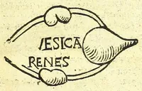 Picture 4 of 5 from Ausslegung und Beschreybung der Anatomi, (1539), leaf 23