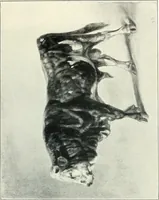 Picture 102 of 412 from Ausstellung deutscher Kunst aus der Zeit von 1775-1875 in der Königlichen Nationalgalerie, Berlin 1906. Herausgegeben vom Vorstand der Deutschen Jahrhundertausstellung. Mit einleitendem Text von Hugo von Tschudi (1906), leaf 134