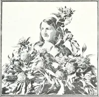 Picture 64 of 66 from The Australian flora in applied art (1915), leaf 108