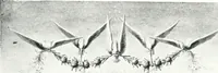 An illustration from The Australian flora in applied art (1915)