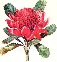 Picture 2 of 66 from The Australian flora in applied art (1915), leaf 16