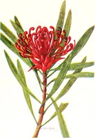 Picture 4 of 66 from The Australian flora in applied art (1915), leaf 26