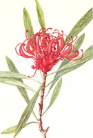 Picture 5 of 66 from The Australian flora in applied art (1915), leaf 32