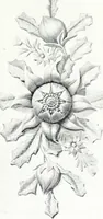 Picture 21 of 66 from The Australian flora in applied art (1915), leaf 48